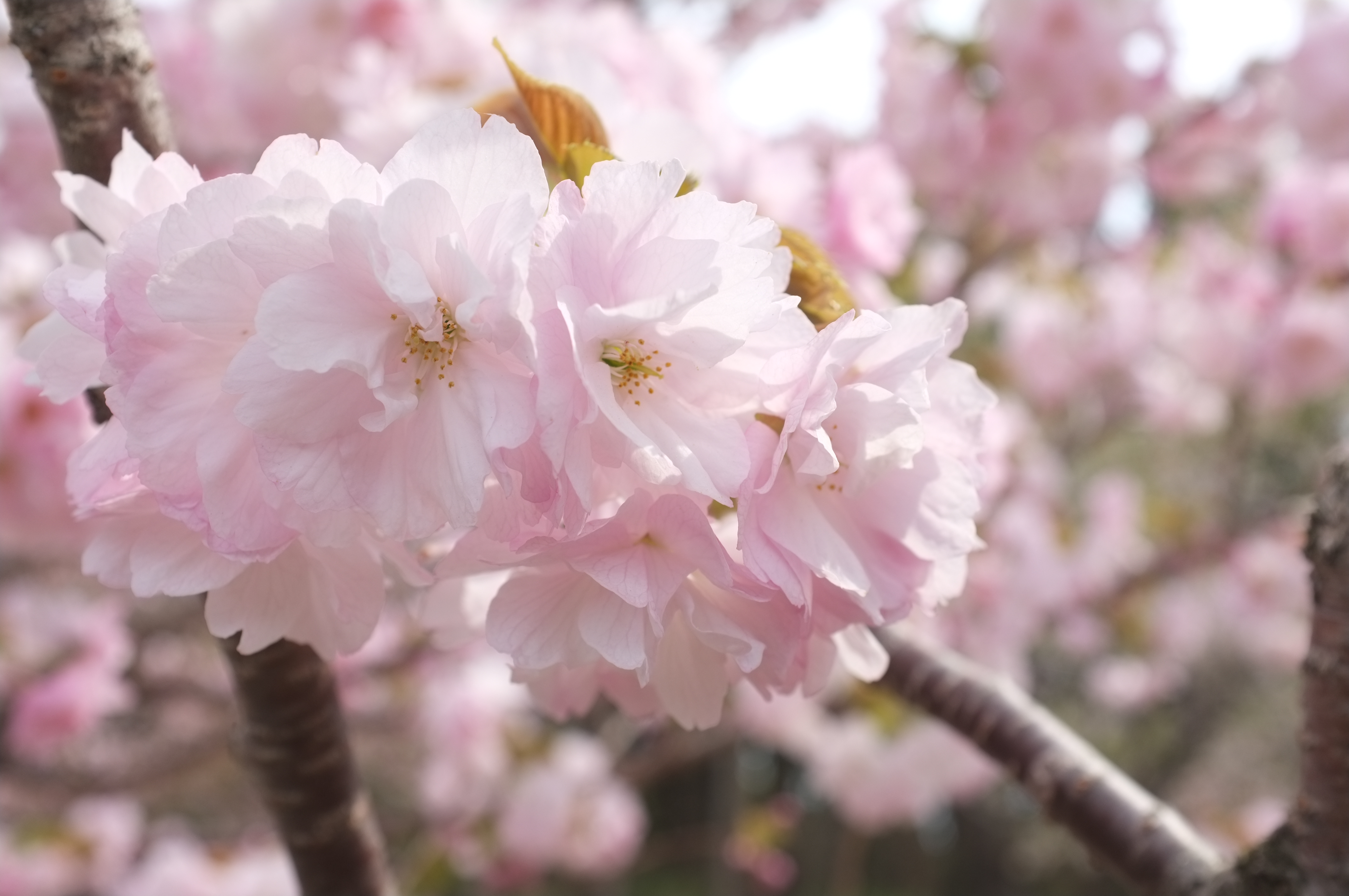 五倍紅寶石 | 專欄文章 | Hanami - 軌道外的風景 - By 趙子皓